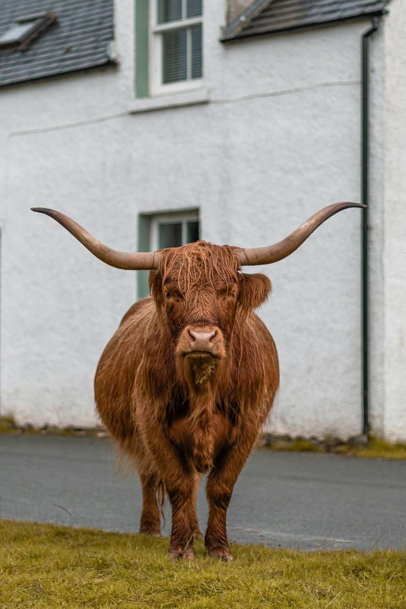 Highland Cow