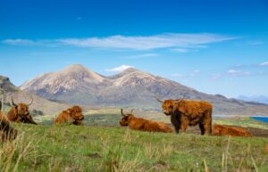 Highland Cows