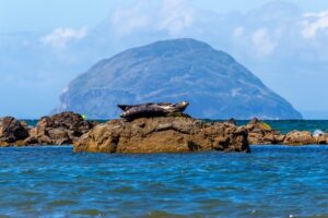 Ailsa Craig, seal sunbathing