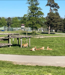 The Drive Through Reserve