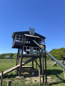 Goats Feeding Station