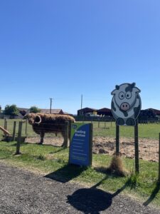 Highland Cow Feeding Station