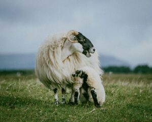 Blackface Sheep