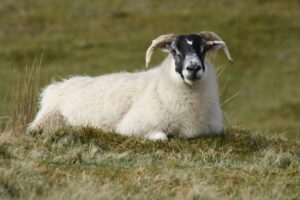 Sheep, Isle of Skye