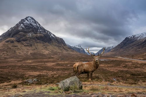 A red deer/Stag