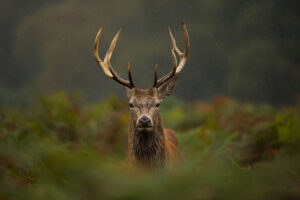 Red Deer/Stag horns