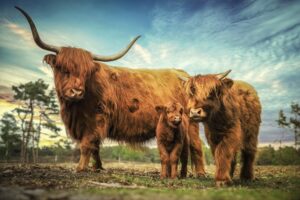 Scottish,Highland Cow Family